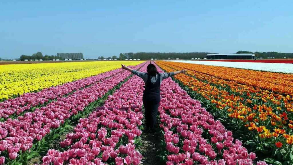 Keukenhof 2025 in Netherlands - Complete travel guide of the famous tulip park