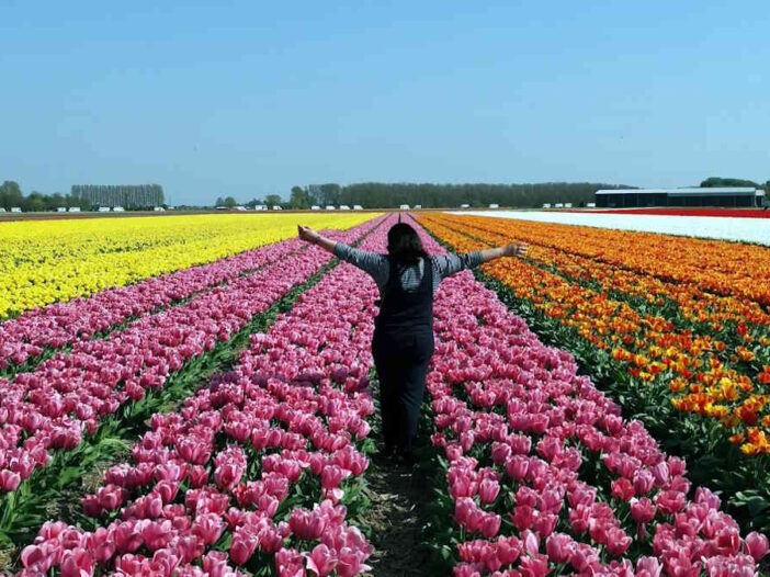 Keukenhof 2025 in Netherlands - Complete travel guide of the famous tulip park