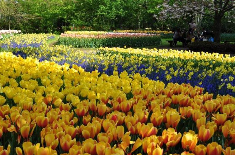 Travel guide for the Keukenhof, the famous tulip park in the Netherlands - Flowers