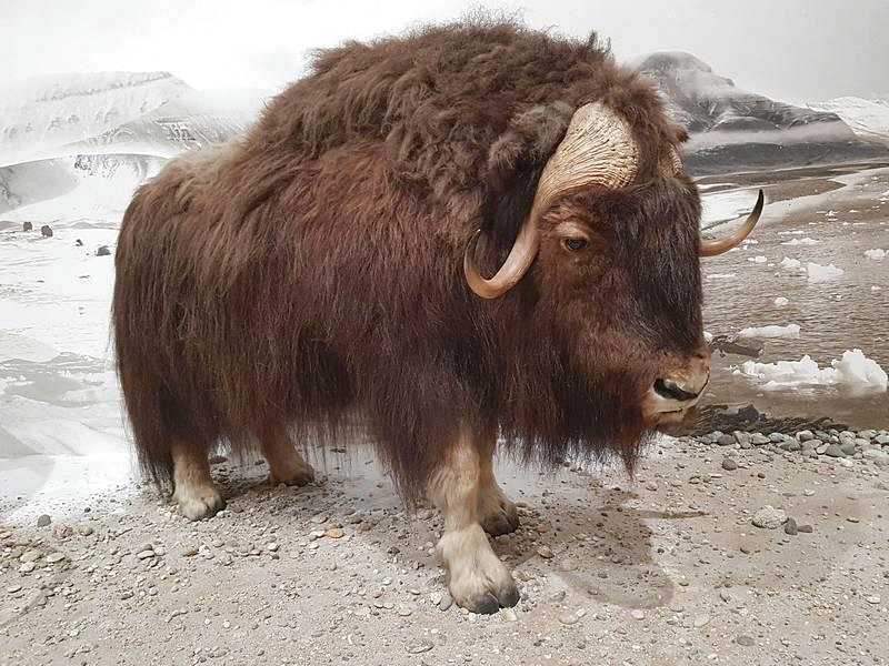 Karlsruhe Natural History Museum in Germany - Buffalo in the Ice Age