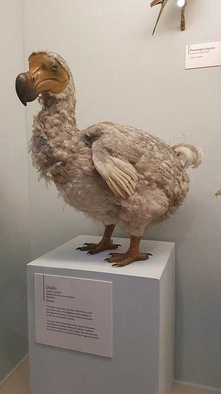 Complete Guide to the Natural History Museum London - Dodo Bird