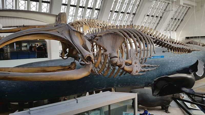 Complete Guide to the Natural History Museum London - Mammal Room and Blue Whale