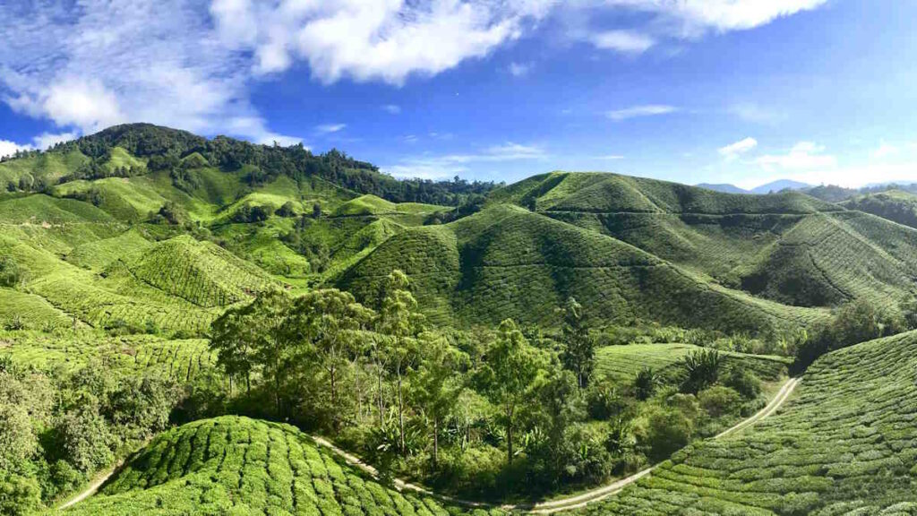 What to do in Cameron Highlands, Malaysia: Travel Guide and Tips