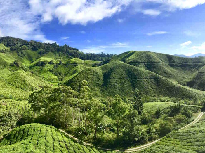 What to do in Cameron Highlands, Malaysia: Travel Guide and Tips