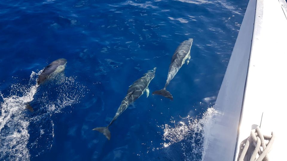 Dolphin-Watching Sunset Cruise 