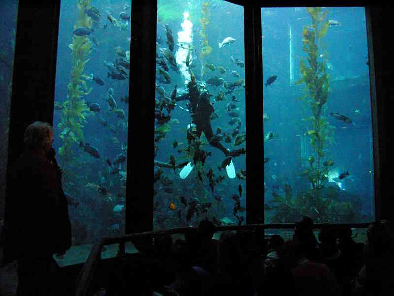 What to do in Monterey Bay Aquarium in California