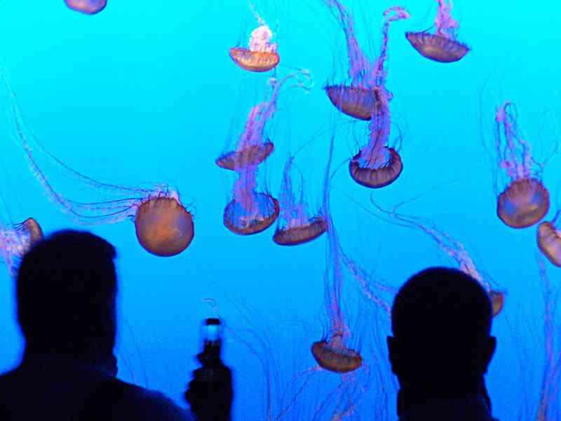 Top 10 Attractions in Monterey Bay Aquarium