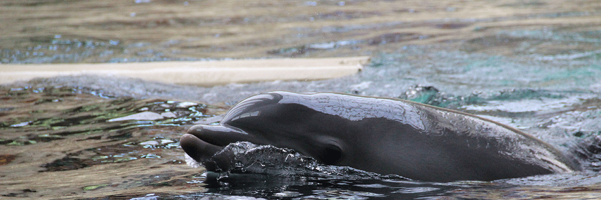 Zoo Duisburg - Dolphins in Germany