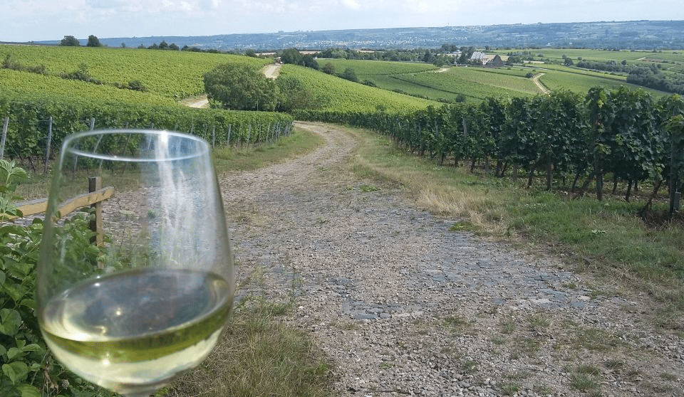 Breve história da cultura vinícola alemã