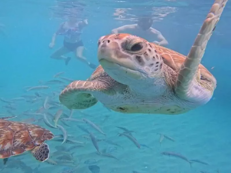 best beaches in Curaçao and swim with turtles